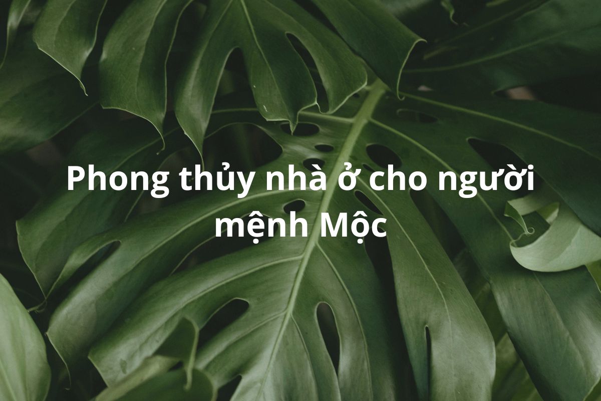 Khám phá ngay cách ứng dụng phong thủy nhà ở cho người mệnh Mộc để kiến tạo không gian sống hài hòa, chuẩn mệnh và kích hoạt tài lộc bền vững năm 2026 (Ảnh: Sưu tầm)