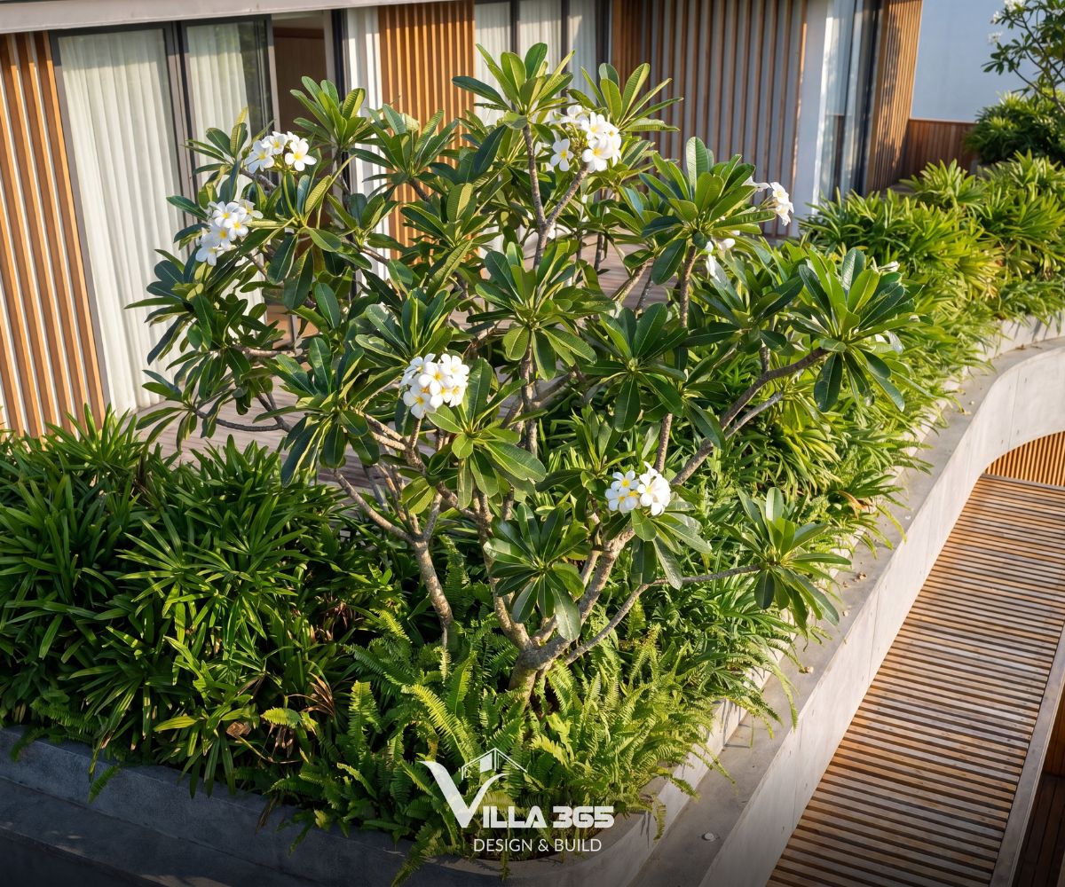 The Flow Villa – Giải pháp kiến trúc xanh cho biệt thự phố lô góc 6 Những bồn cây dọc mép sàn tạo bóng mát và làm mềm các đường nét kiến trúc